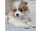 Pomeranian Puppy for sale in Belton, TX, USA