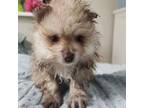 Pomeranian Puppy for sale in Belton, TX, USA