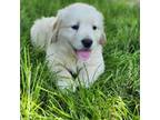 Golden Retriever Puppy for sale in Sugarcreek, OH, USA