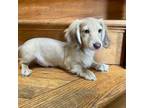 Dachshund Puppy for sale in Ball Ground, GA, USA