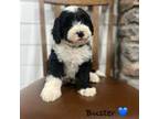 Mutt Puppy for sale in Stella, MO, USA