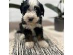 Mutt Puppy for sale in Stella, MO, USA