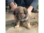Australian Shepherd Puppy for sale in Yakima, WA, USA