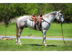 Well Broke Gray Quarter Horse Gelding Pony at Track, Ranch Work, Trail Ride