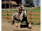 Flashy Gypsy Vanner Mare - Mo Chara Fionn