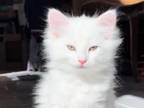 Current Turkish Angora Kitten