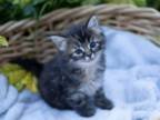 Future Nonwhite Turkish Angora Kittens