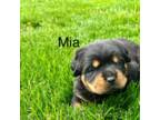 Rottweiler Puppy for sale in Arcola, IL, USA