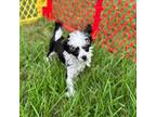 Chinese Crested Puppy for sale in Houston, TX, USA