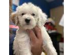 Buggs Puppy for sale in Conneaut, OH, USA