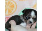 Chihuahua Puppy for sale in Lawton, OK, USA