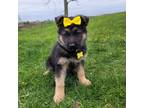 German Shepherd Dog Puppy for sale in South Whitley, IN, USA