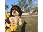 Cocker Spaniel Puppy for sale in Independence, KS, USA