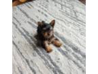 Yorkshire Terrier Puppy for sale in Woodbury, MN, USA