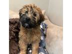 Soft Coated Wheaten Terrier Puppy for sale in Kannapolis, NC, USA