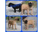 Great Dane Puppy for sale in Eatonville, WA, USA