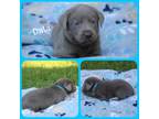 Labrador Retriever Puppy for sale in Eatonville, WA, USA