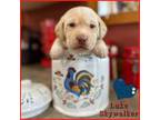 Labrador Retriever Puppy for sale in Eatonville, WA, USA