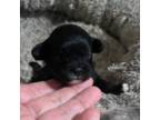 Shih-Poo Puppy for sale in Knoxville, TN, USA
