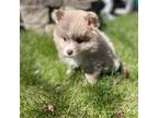 Pomeranian Puppy for sale in Gurnee, IL, USA