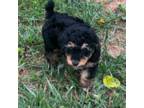 Mutt Puppy for sale in Rocky Mount, VA, USA