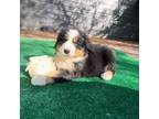 Bernese Mountain Dog Puppy for sale in Drain, OR, USA