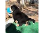 Bernese Mountain Dog Puppy for sale in Drain, OR, USA