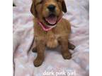Golden Retriever Puppy for sale in Ozark, MO, USA