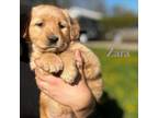 Golden Retriever Puppy for sale in Madison, WI, USA