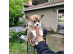 Pembroke Welsh Corgi Puppy for sale in Cottage Grove, MN, USA
