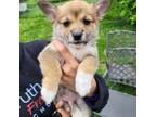 Pembroke Welsh Corgi Puppy for sale in Cottage Grove, MN, USA