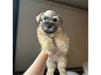 Schnauzer (Miniature) Puppy for sale in Ontario, CA, USA