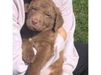 Chesapeake Bay Retriever Puppy for sale in Lake Mills, WI, USA