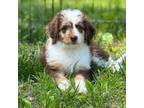 Aussiedoodle Puppy for sale in Culpeper, VA, USA