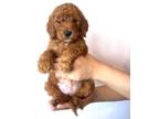 Goldendoodle Puppy for sale in Hercules, CA, USA