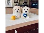 Maltese puppys