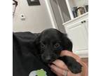 Dachshund Puppy for sale in Pulaski, MS, USA