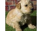 Goldendoodle Puppy for sale in Williams, OR, USA