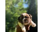 Shih Tzu Puppy for sale in Cary, NC, USA