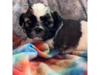 Shih Tzu Puppy for sale in Cary, NC, USA