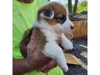 Pembroke Welsh Corgi Puppy for sale in Hedgesville, WV, USA