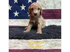 Goldendoodle Puppy for sale in Chillicothe, OH, USA