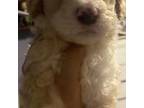 Labradoodle Puppy for sale in North Port, FL, USA
