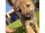 German Shepherd Dog Puppy for sale in Hollywood, FL, USA