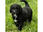 Mutt Puppy for sale in Lewisburg, PA, USA