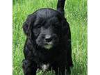Mutt Puppy for sale in Lewisburg, PA, USA