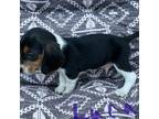 Beagle Puppy for sale in Athens, GA, USA