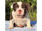 Bulldog Puppy for sale in Southwest Ranches, FL, USA