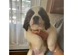 Saint Bernard Puppy for sale in University City, MO, USA