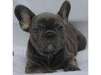 French Bulldog Puppy for sale in The Woodlands, TX, USA
